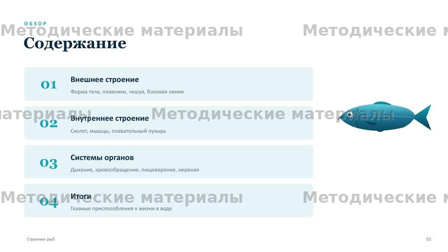 Строение рыб. Презентация по биологии для 7 класса — слайд 2