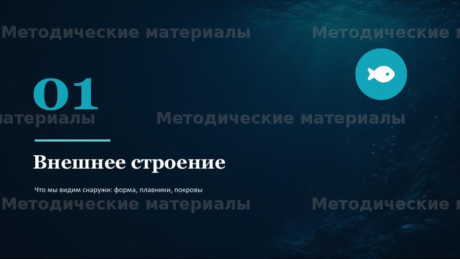 Строение рыб. Презентация по биологии для 7 класса — слайд 3