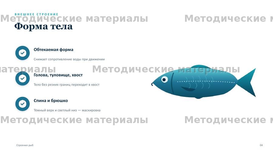 Строение рыб. Презентация по биологии для 7 класса — слайд 4
